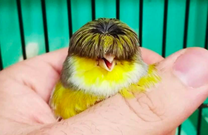 Bắt trend kiểu tóc hot nhất 'Tầng lớp Itaewon', chú chim nhỏ gây bão mạng